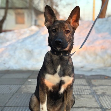 Нора - Собаки в добрые руки