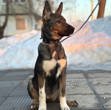 Собаки в добрые руки - Нора - 1