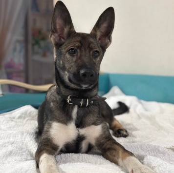 Собаки в добрые руки - Нора - 2