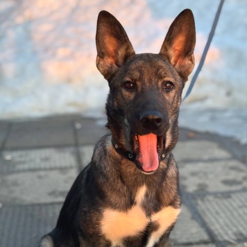 Собаки в добрые руки - Нора - 3