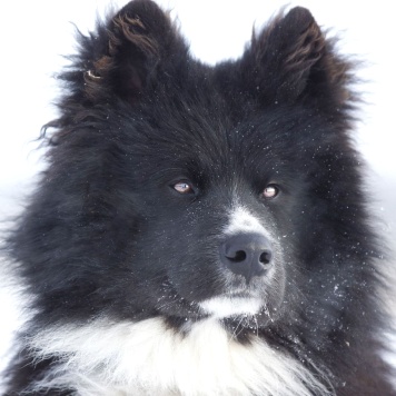 Собаки в добрые руки - Малыш