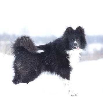 Собаки в добрые руки - Малыш - 1
