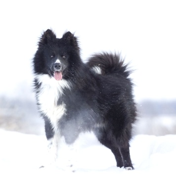 Собаки в добрые руки - Малыш - 2