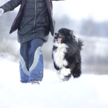 Собаки в добрые руки - Малыш - 3
