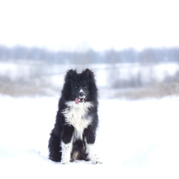 Собаки в добрые руки - Малыш - 4