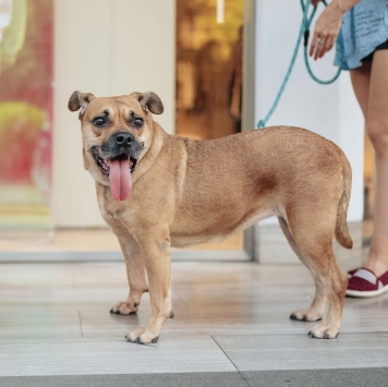 Собаки в добрые руки - Джуди