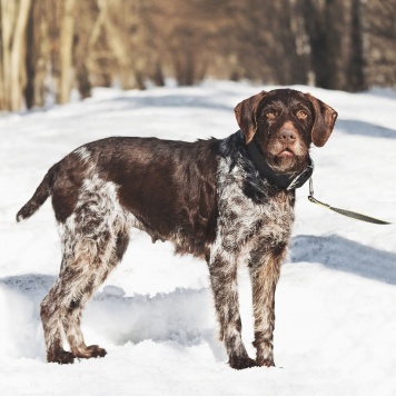 Собаки в добрые руки - Линда
