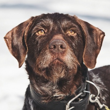 Собаки в добрые руки - Линда - 1