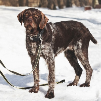 Собаки в добрые руки - Линда - 2