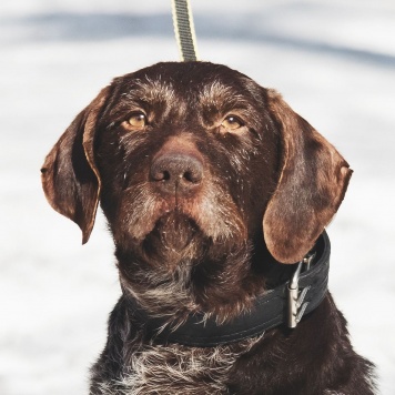 Собаки в добрые руки - Линда - 3