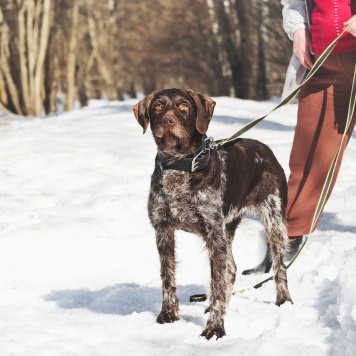 Собаки в добрые руки - Линда - 4