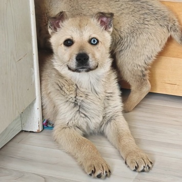 Собаки в добрые руки - Стелла - 1