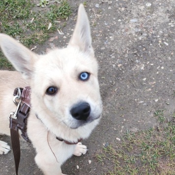 Стелла - Собаки в добрые руки