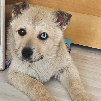 Собаки в добрые руки - Стелла - 2