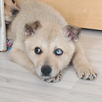 Собаки в добрые руки - Стелла