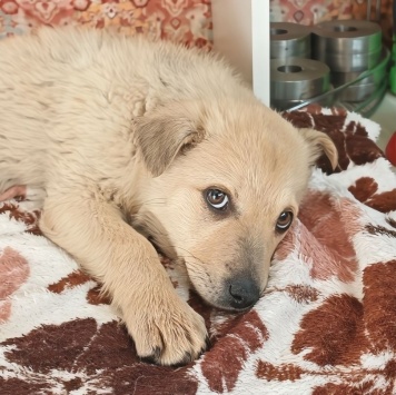 Собаки в добрые руки - Бланка