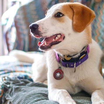 Собаки в добрые руки - Юта - 1