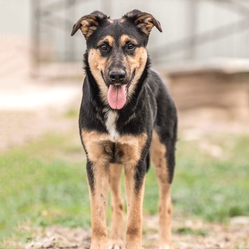 Собаки в добрые руки - Клепа