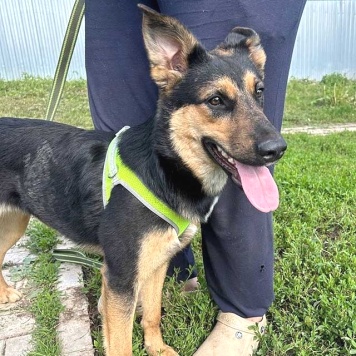 Собаки в добрые руки - Клепа - 1