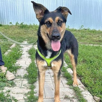 Собаки в добрые руки - Клепа - 2