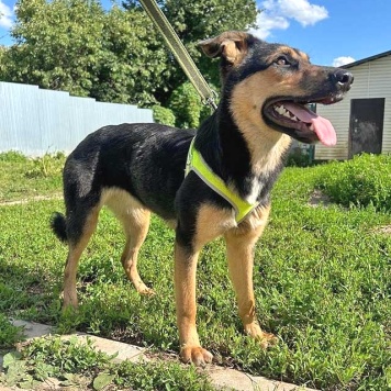 Собаки в добрые руки - Клепа - 3