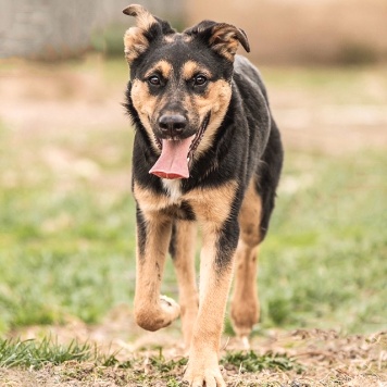 Собаки в добрые руки - Клепа - 4