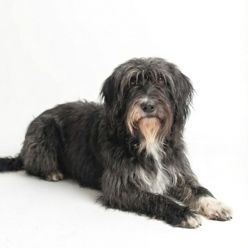 Собаки в добрые руки - Люся