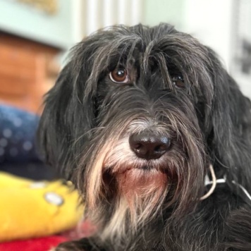 Люся - Собаки в добрые руки