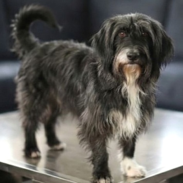 Собаки в добрые руки - Люся - 1