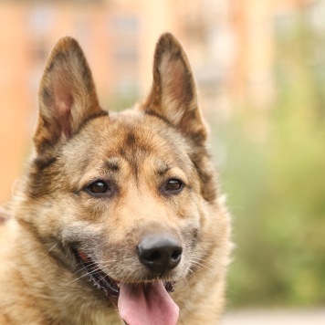 Собаки в добрые руки - Рыжий - 1