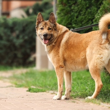 Собаки в добрые руки - Рыжий - 2