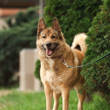 Собаки в добрые руки - Рыжий - 3