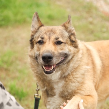 Собаки в добрые руки - Рыжий - 4