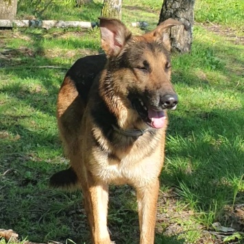 Собаки в добрые руки - Арчи