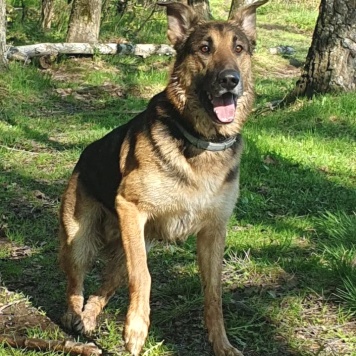 Собаки в добрые руки - Арчи - 1