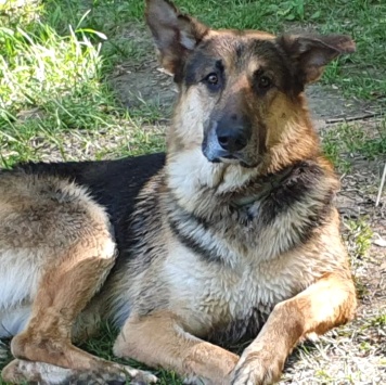 Собаки в добрые руки - Арчи - 2