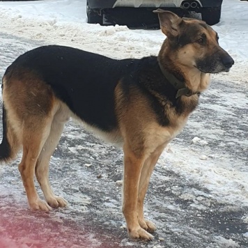 Собаки в добрые руки - Арчи - 3