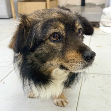 Собаки в добрые руки - Филя