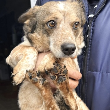 Собаки в добрые руки - Элли