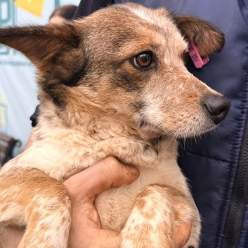 Собаки в добрые руки - Элли - 1