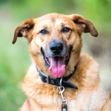 Собаки в добрые руки - Дон