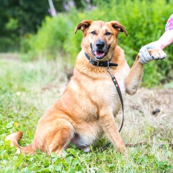 Собаки в добрые руки - Дон - 1