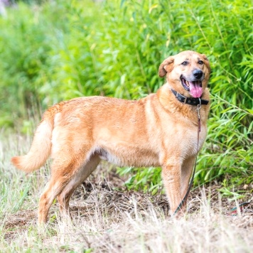 Собаки в добрые руки - Дон - 2