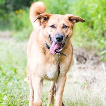 Собаки в добрые руки - Дон - 3