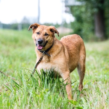 Собаки в добрые руки - Дон - 4