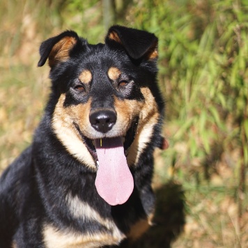 Собаки в добрые руки - Тэн