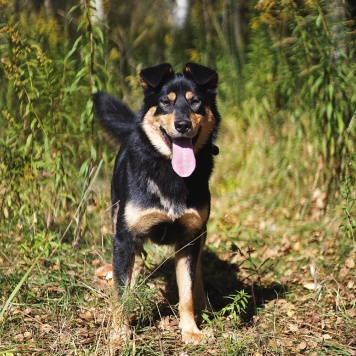 Собаки в добрые руки - Тэн - 1