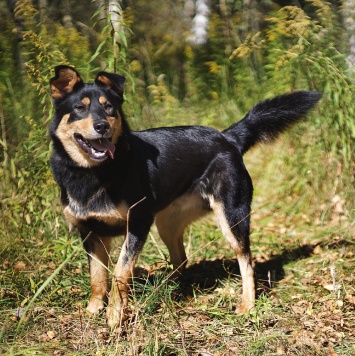 Собаки в добрые руки - Тэн - 2