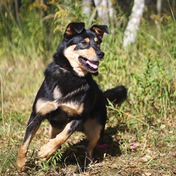 Собаки в добрые руки - Тэн - 3
