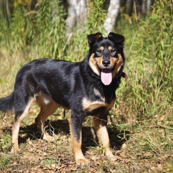 Собаки в добрые руки - Тэн - 4
